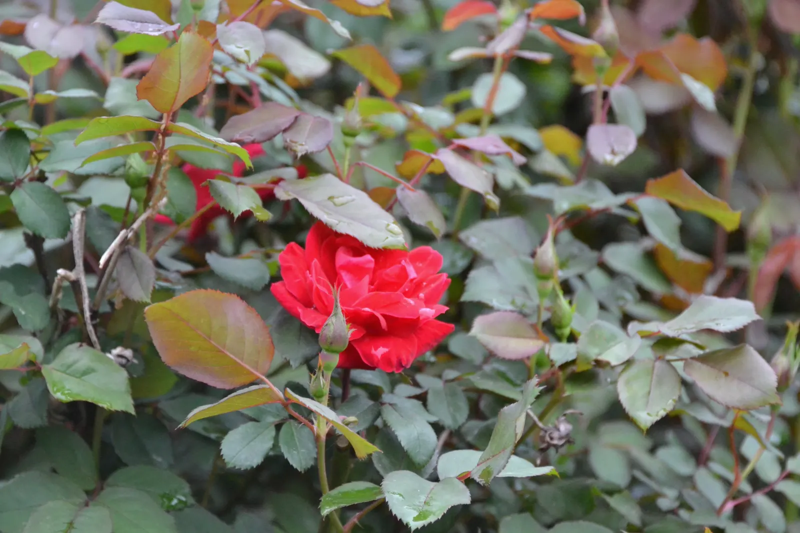 Red Knock Out® Rose (Rosa 'Radrazz' Knock Out) — particularly to black spot and powdery mildew; red flowers in the garden
