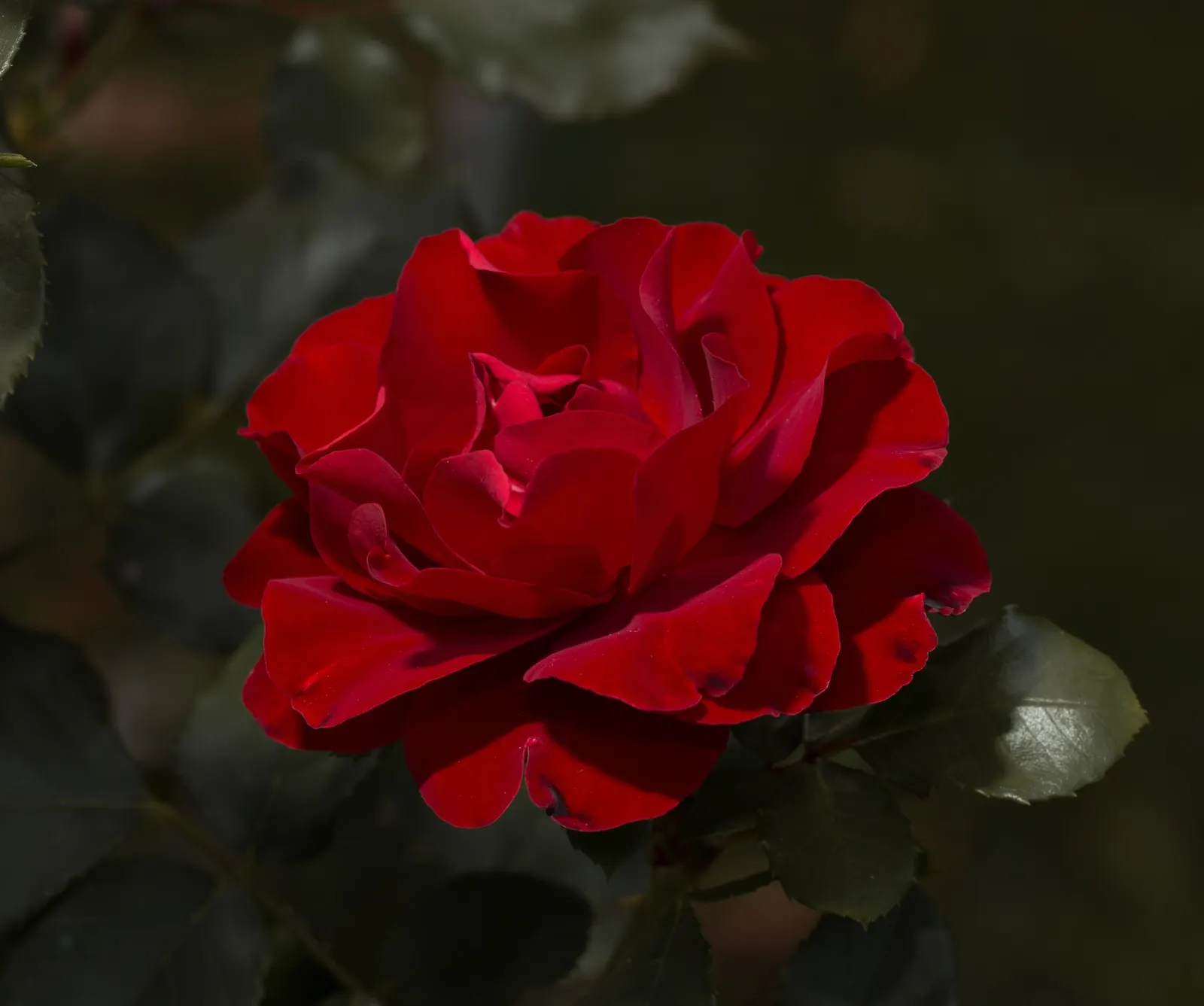 Red Knock Out&reg; Rose (Rosa 'Radrazz' Knock Out) — Ideal for borders or mass plantings, it requires full sun and well-drained soil; celebrated, image 42