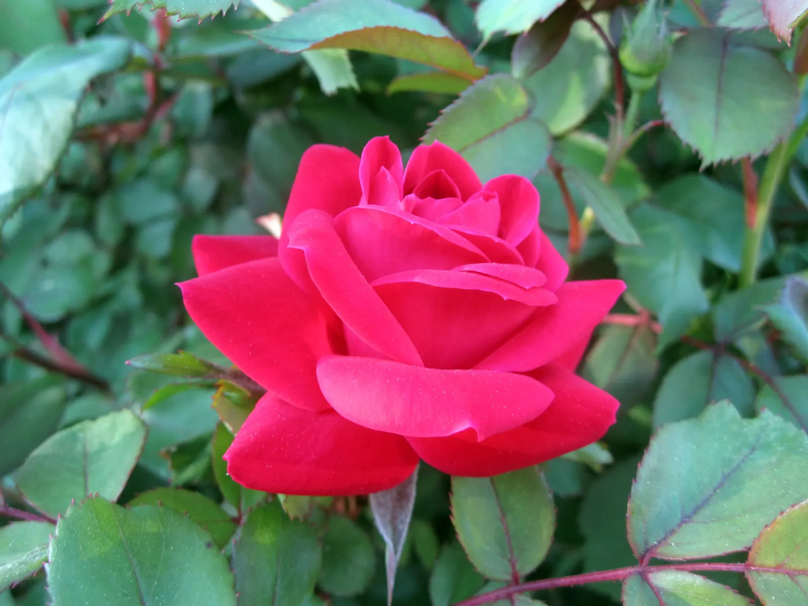 Red Knock Out&reg; Rose (Rosa 'Radrazz' Knock Out) — The Red Knock Out&reg; Rose (Rosa 'Radrazz' KNOCK OUT) is a hardy shrub rose with vibrant, image 20