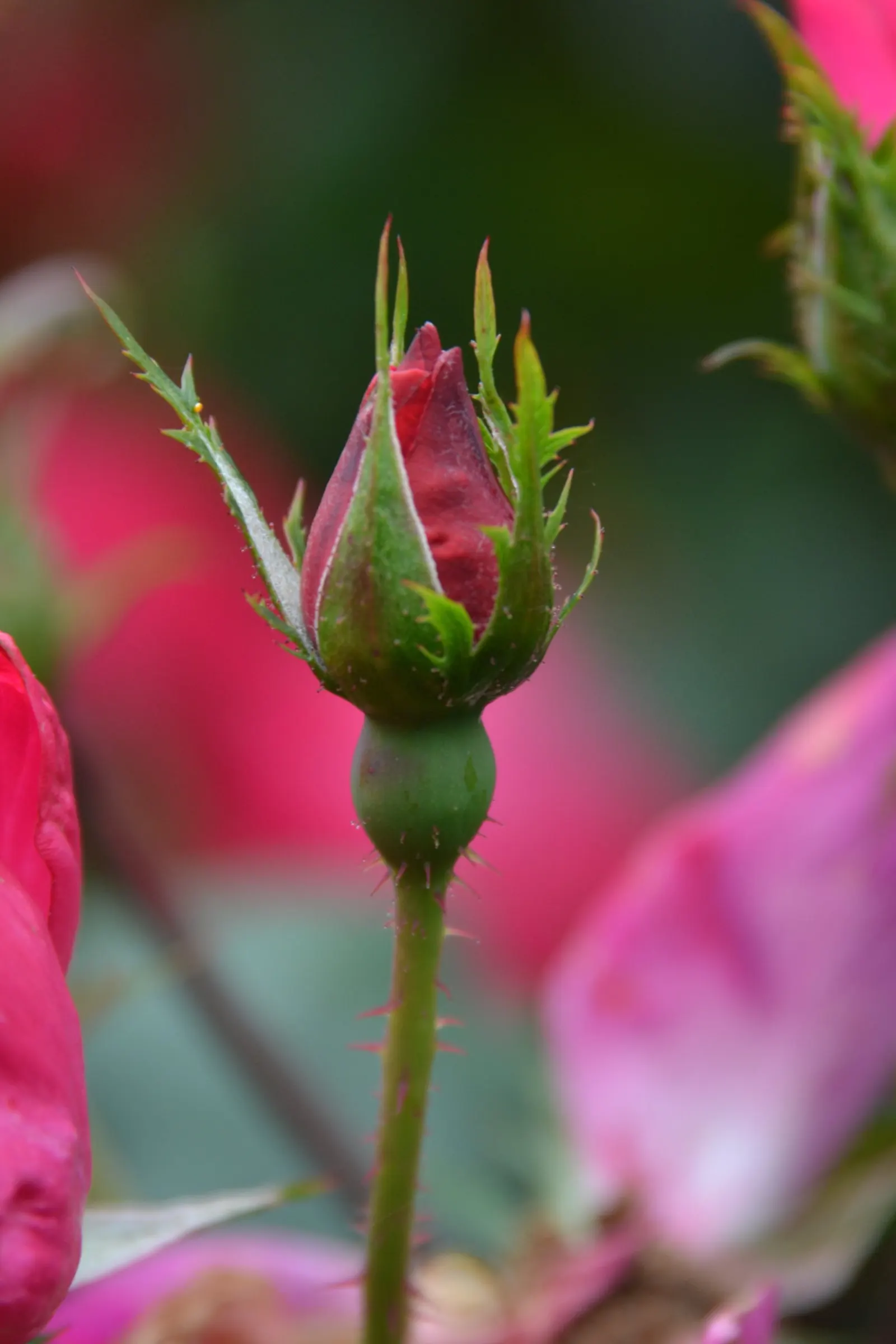 Red Knock Out&reg; Rose (Rosa 'Radrazz' Knock Out) — reducing the need for chemical treatments; the Red Knock Out&reg; Rose (Rosa 'Radrazz' KNOCK, image 50