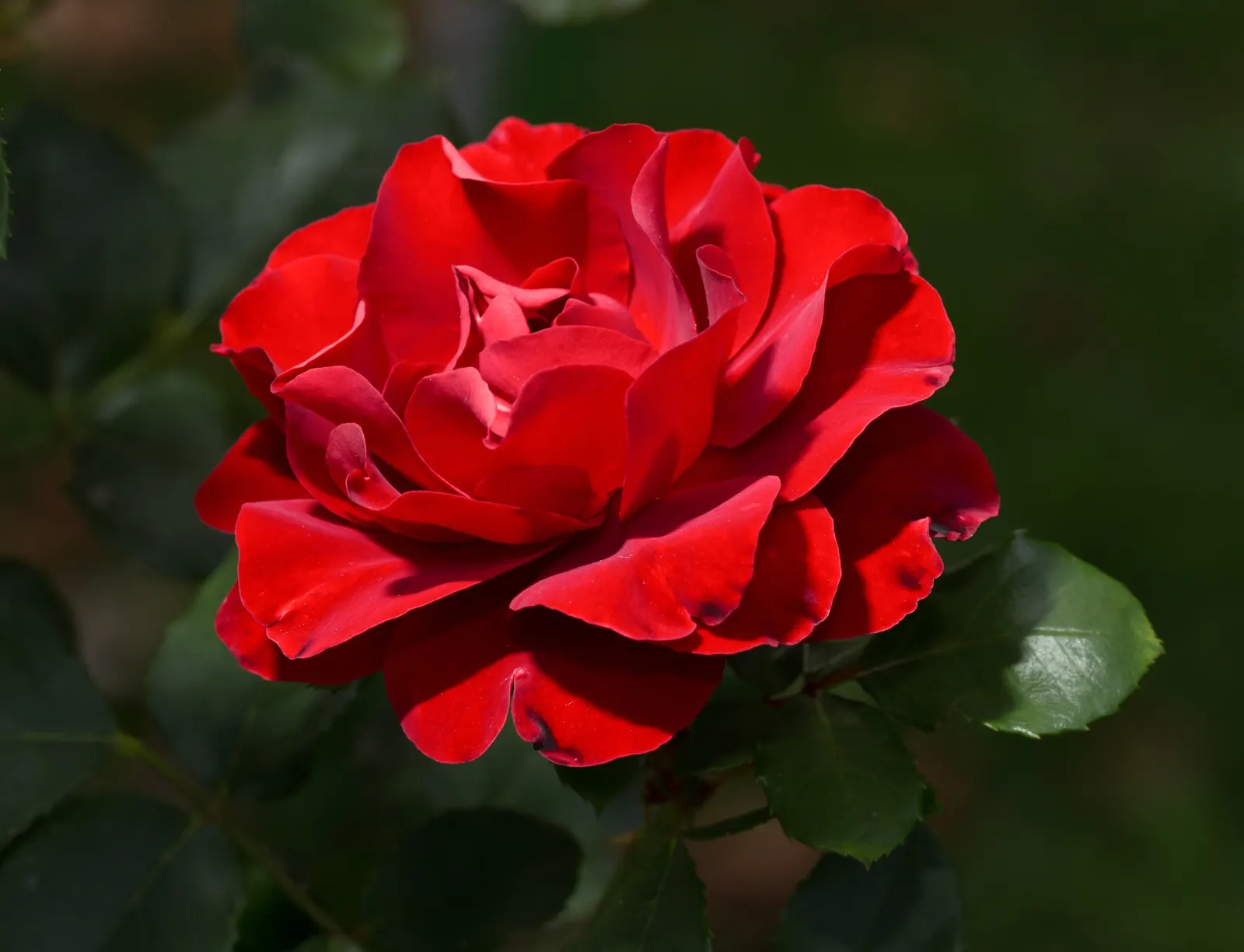 Red Knock Out&reg; Rose (Rosa 'Radrazz' Knock Out) — The Red Knock Out&reg; Rose (Rosa 'Radrazz' KNOCK OUT) is a robust and highly esteemed shrub rose; it is