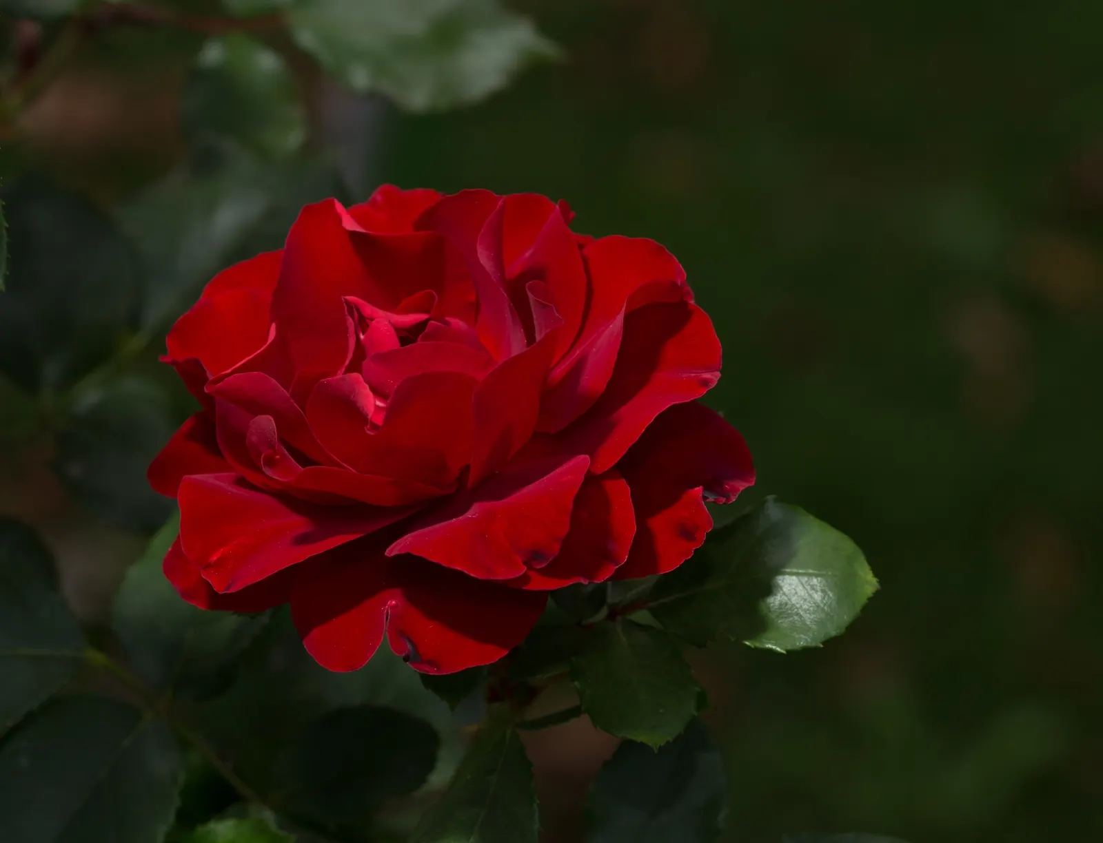 Red Knock Out&reg; Rose (Rosa 'Radrazz' Knock Out) — With a moderate mature height and spread of about 3 to 4 feet, image 48