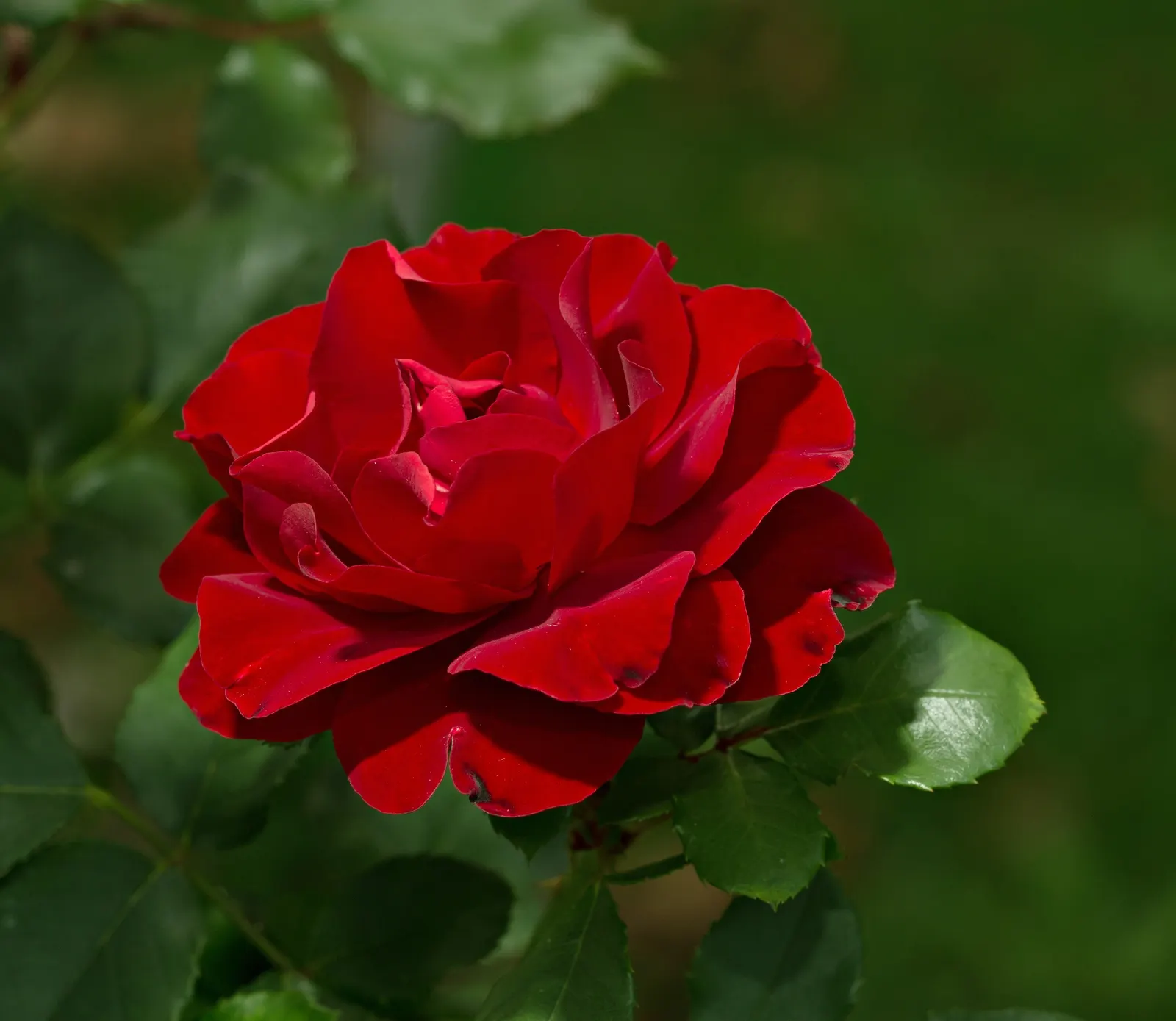 Red Knock Out&reg; Rose (Rosa 'Radrazz' Knock Out) — shrub with red blooms