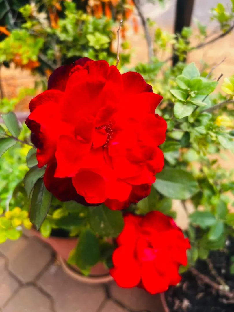 Red Knock Out&reg; Rose (Rosa 'Radrazz' Knock Out) — USDA Hardiness Zones for the Rosa 'Radrazz' range from 5 to 11, ensuring adaptability in various climates