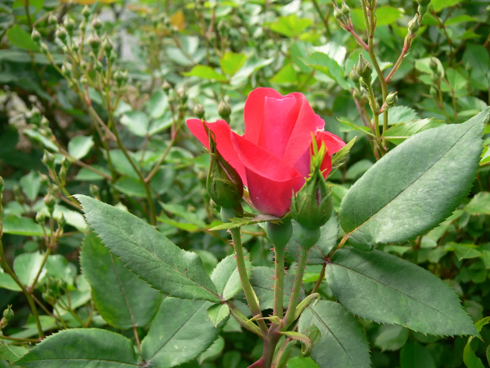 Red Knock Out&reg; Rose (Rosa 'Radrazz' Knock Out) — particularly to black spot and powdery mildew