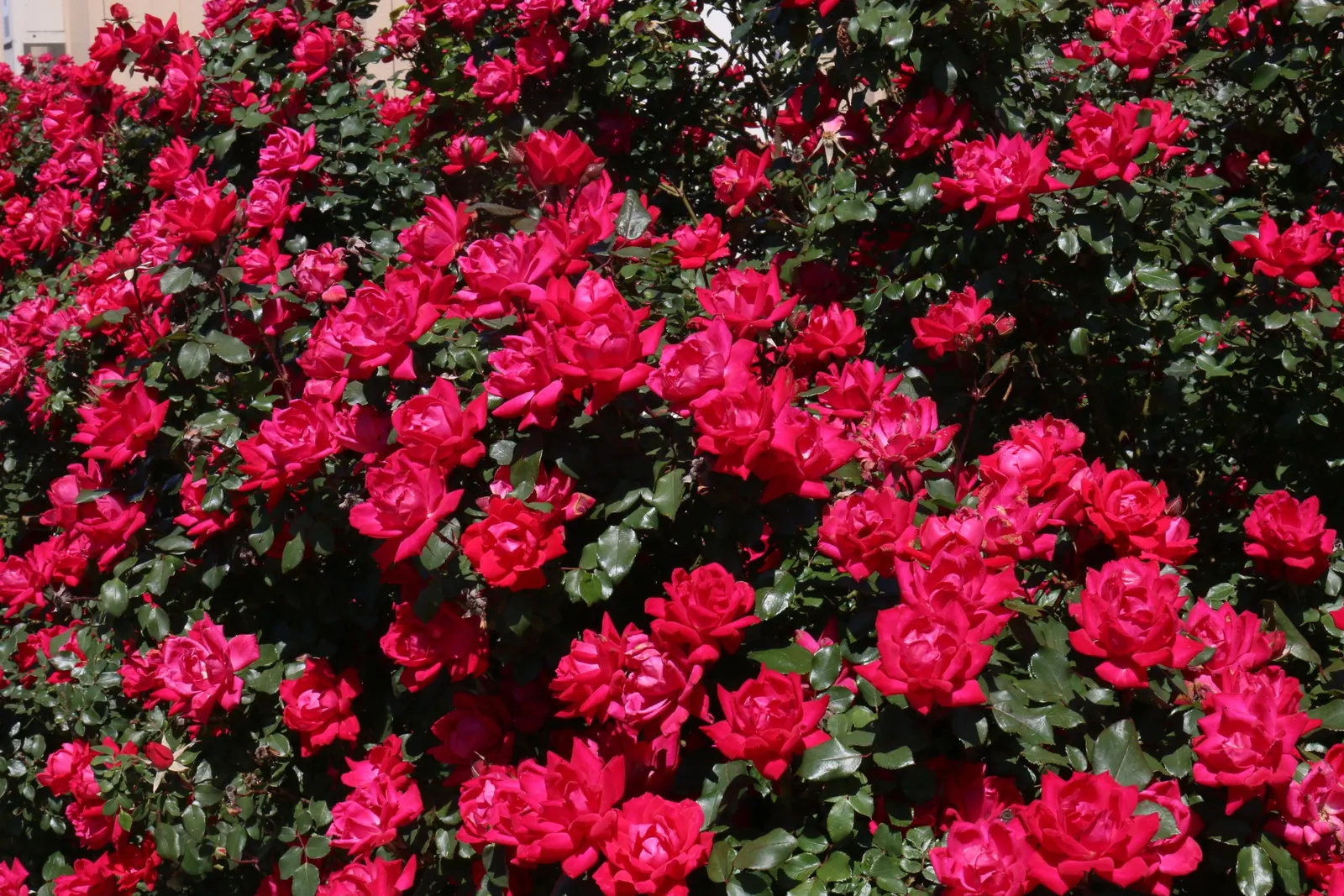 Red Knock Out&reg; Rose (Rosa 'Radrazz' Knock Out) — This variety presents a vivid display of rich cherry red flowers