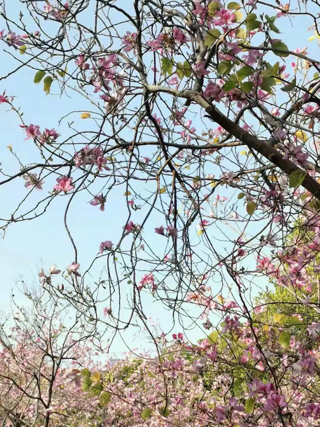 Purple Orchid Tree (Bauhinia Variegata) — this tree offers a spectacular purple splash to any landscape; providing a display that both the client and their