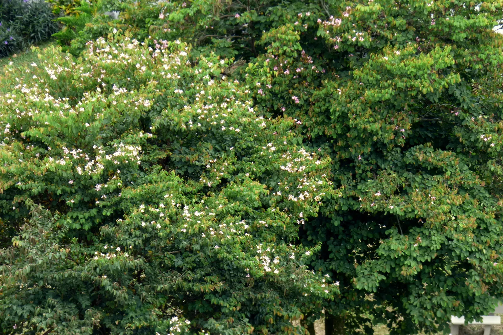 Purple Orchid Tree (Bauhinia Variegata) — 12-inch-long seed pods emerge; it flourishes in well-drained soils but adapts to various soil types