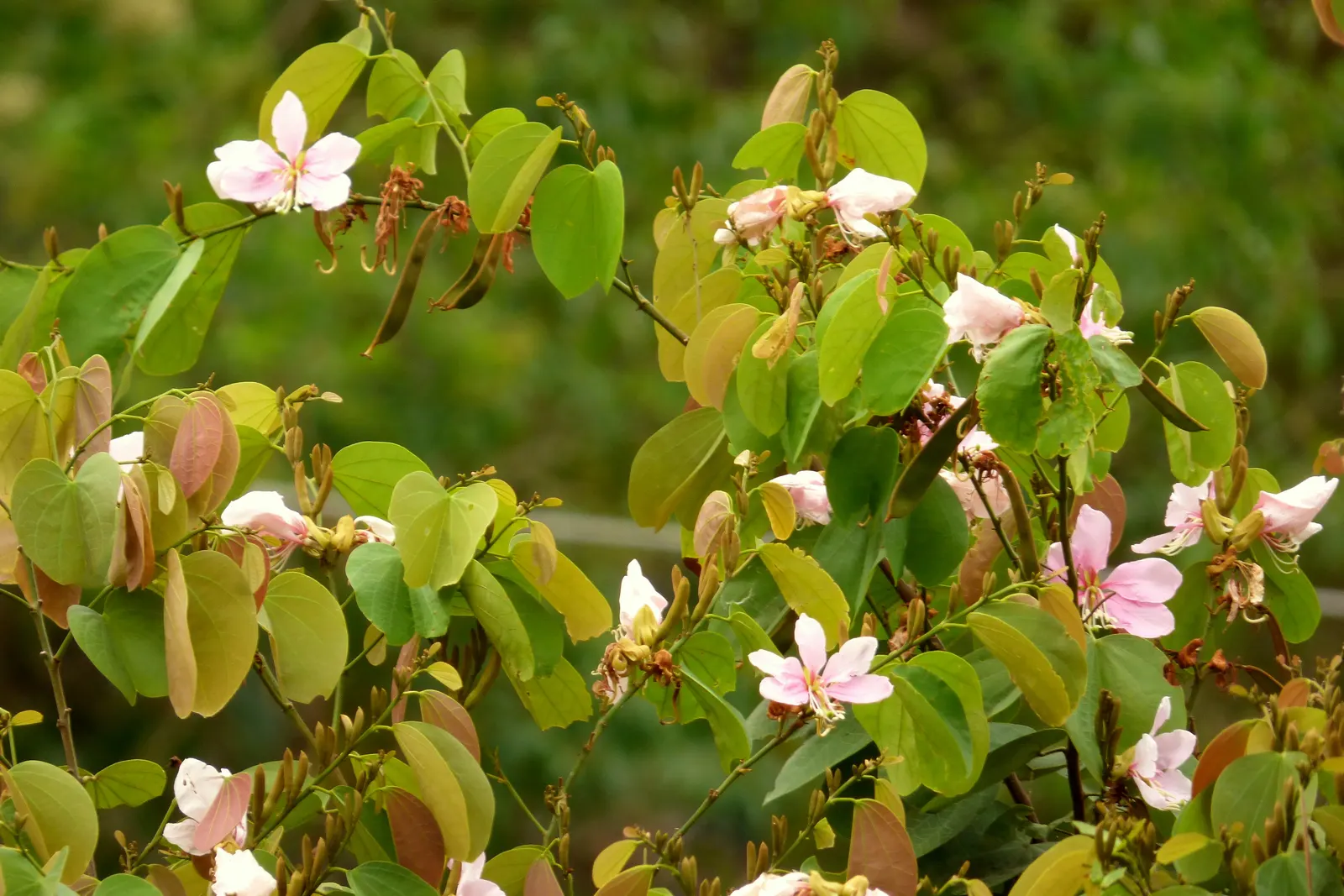 Purple Orchid Tree (Bauhinia Variegata) — Known for its distinctive twin-lobed leaves and brilliant orchid-like flowers that bloom in spring; it flourishes in