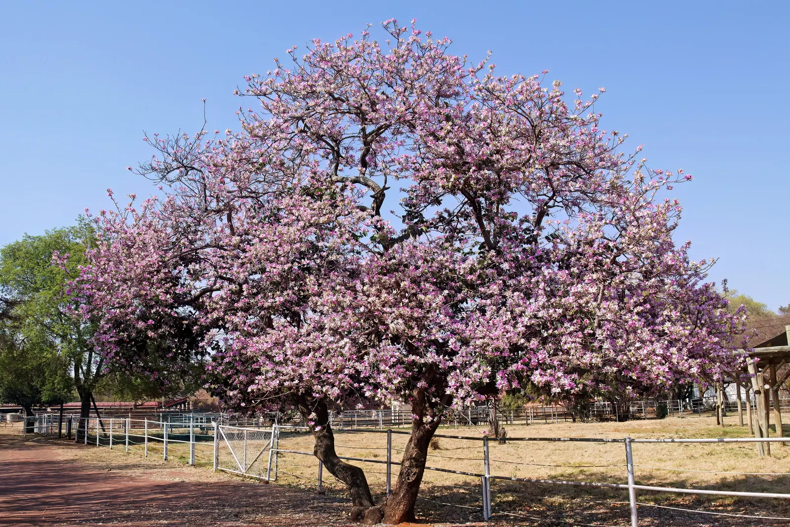 Purple Orchid Tree (Bauhinia Variegata) — vibrant green hue throughout the growing season.<br><br>Spring unveils the Purple Orchid Tree's true splendor; it