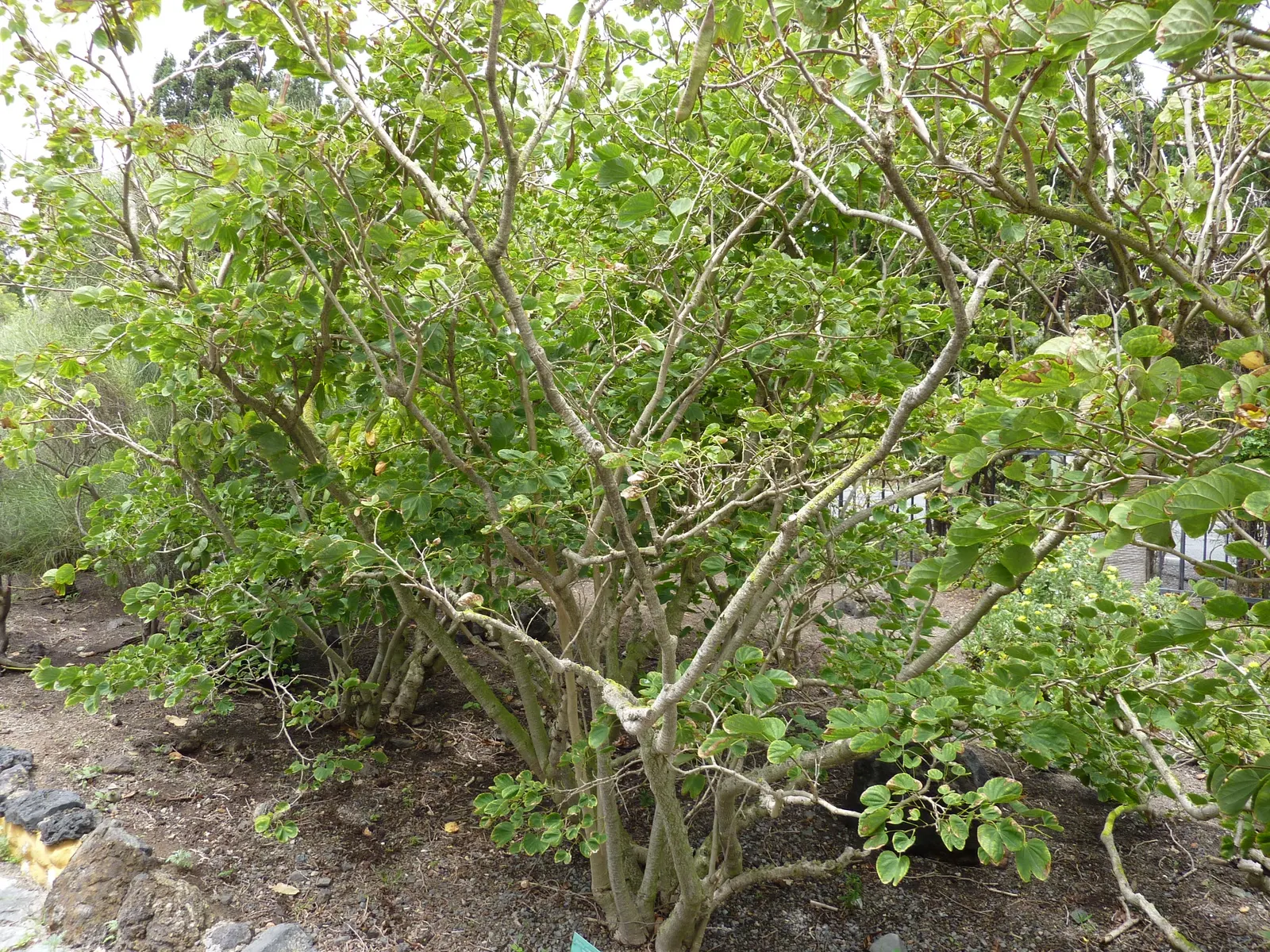 Purple Orchid Tree (Bauhinia Variegata) — displaying moderate drought tolerance once established
