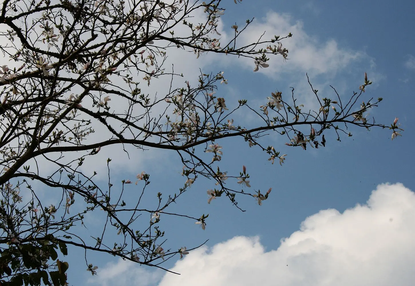 Purple Orchid Tree (Bauhinia Variegata) — This low-maintenance yet dramatic ornamental tree will be a conversation piece in any garden; providing a display