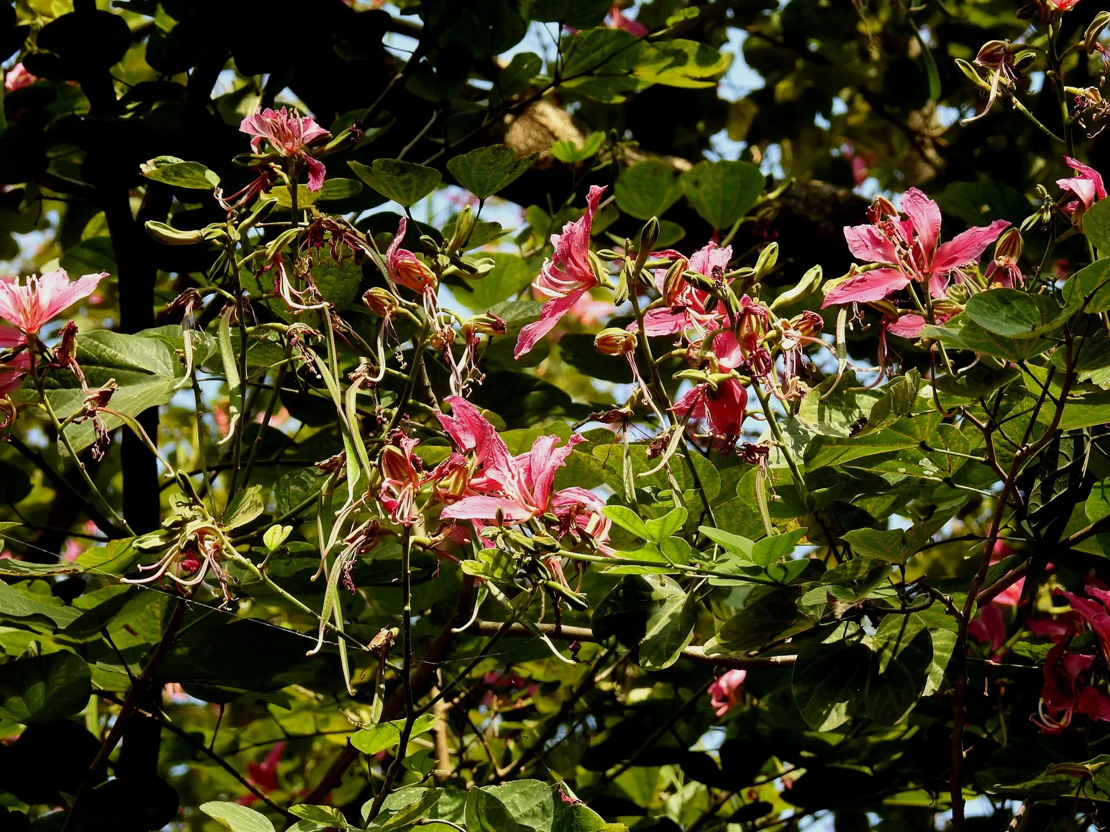 Purple Orchid Tree (Bauhinia Variegata) — generally recommended to remove deadwood and maintain shape; it flourishes in well-drained soils but, image 135