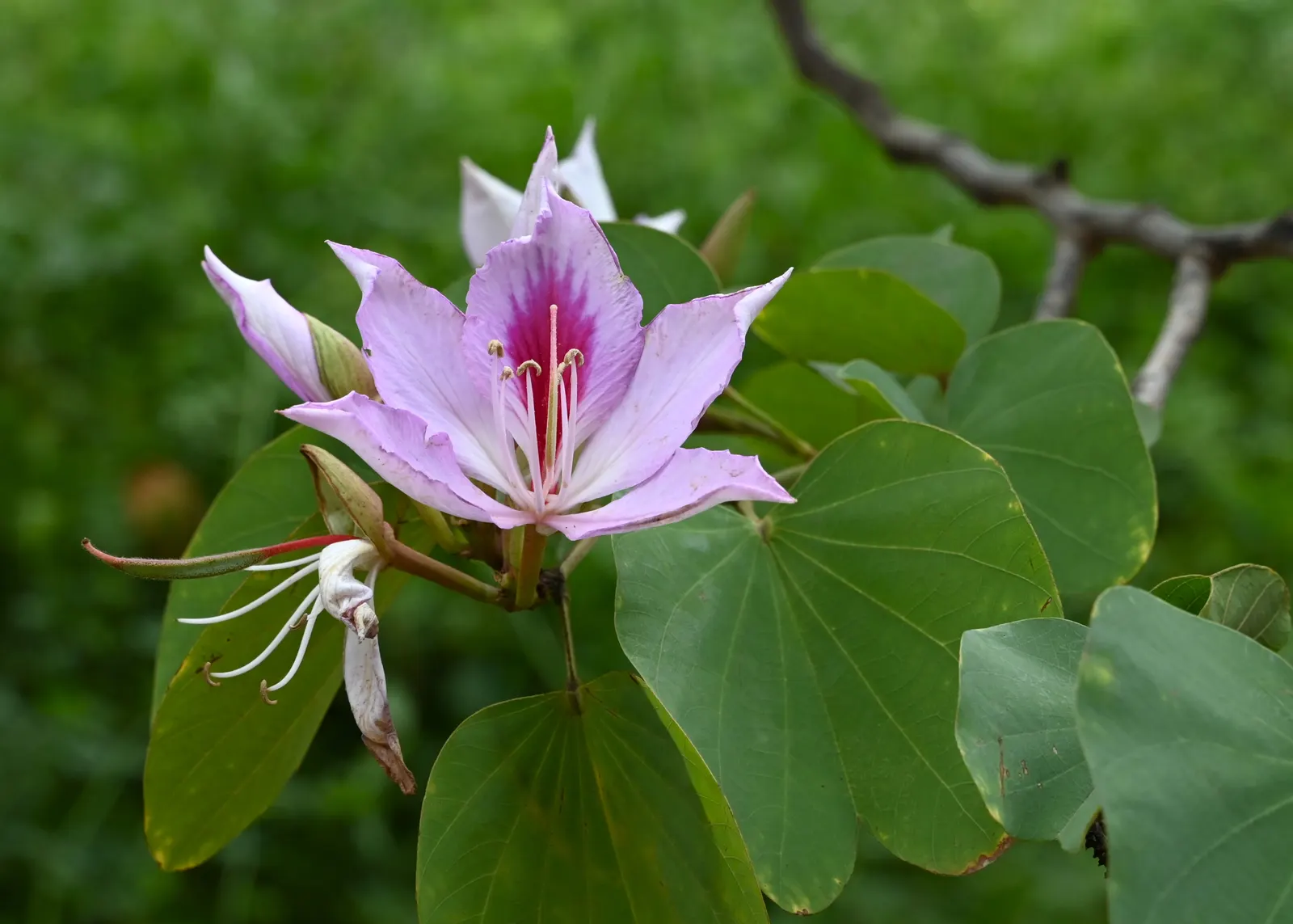 Purple Orchid Tree (Bauhinia Variegata) — Prefers full sun to partial shade and adapts to various soil types, adding both aesthetic and ecological, image 117