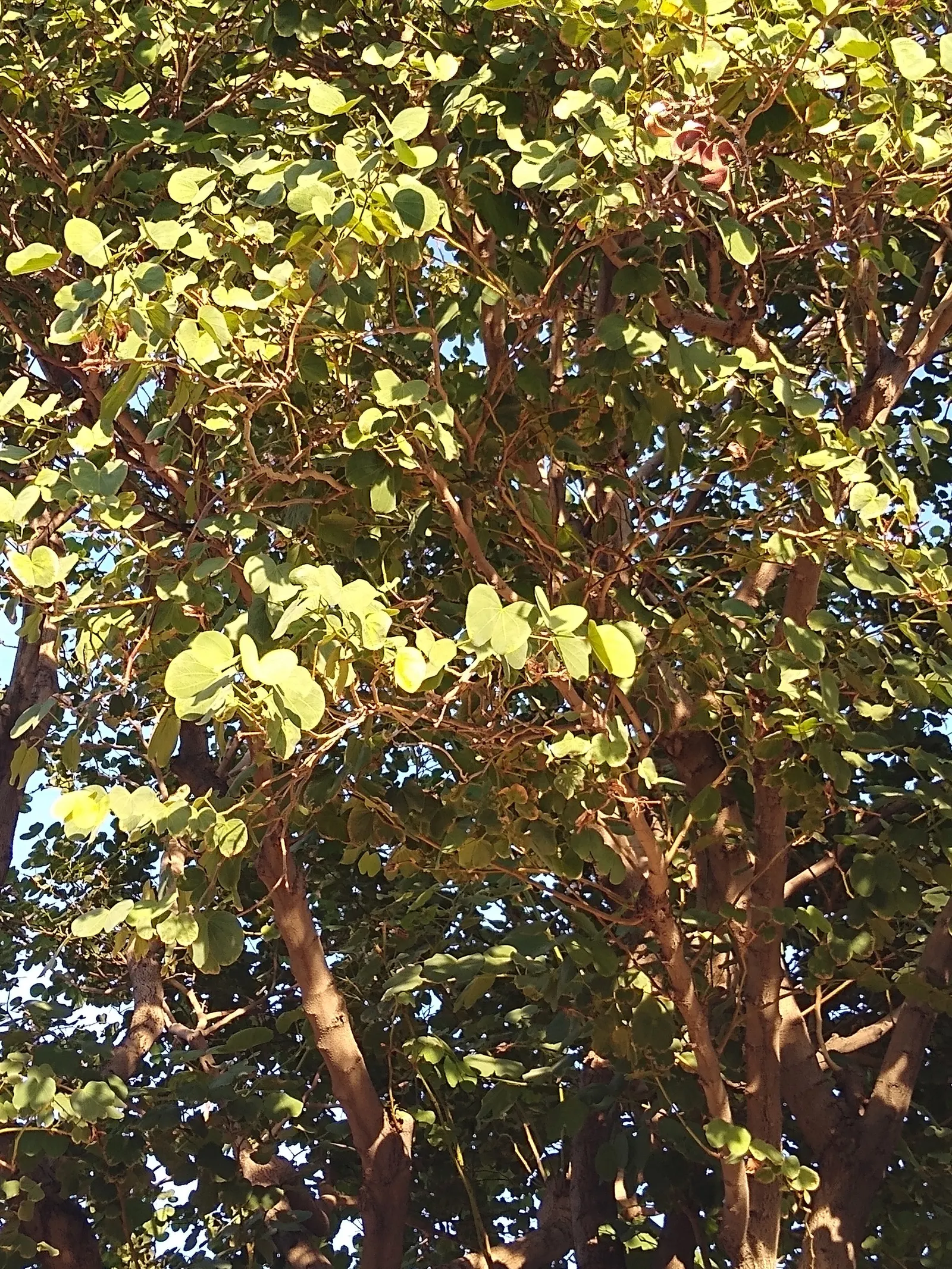 Purple Orchid Tree (Bauhinia Variegata) — This tree is remarkably versatile
