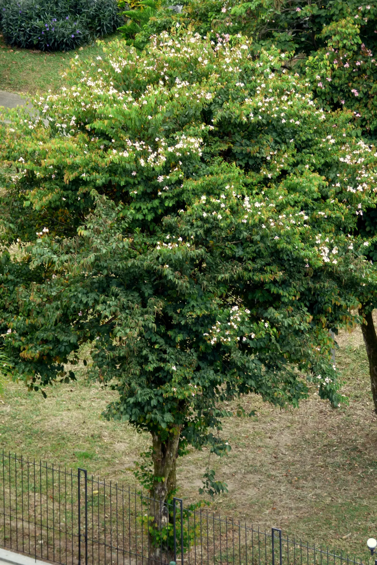 Purple Orchid Tree (Bauhinia Variegata) — this tree offers a spectacular purple splash to any landscape