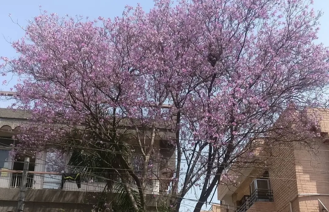 Purple Orchid Tree (Bauhinia Variegata) — Known for its distinctive twin-lobed leaves and brilliant orchid-like flowers that bloom in spring; it, image 115