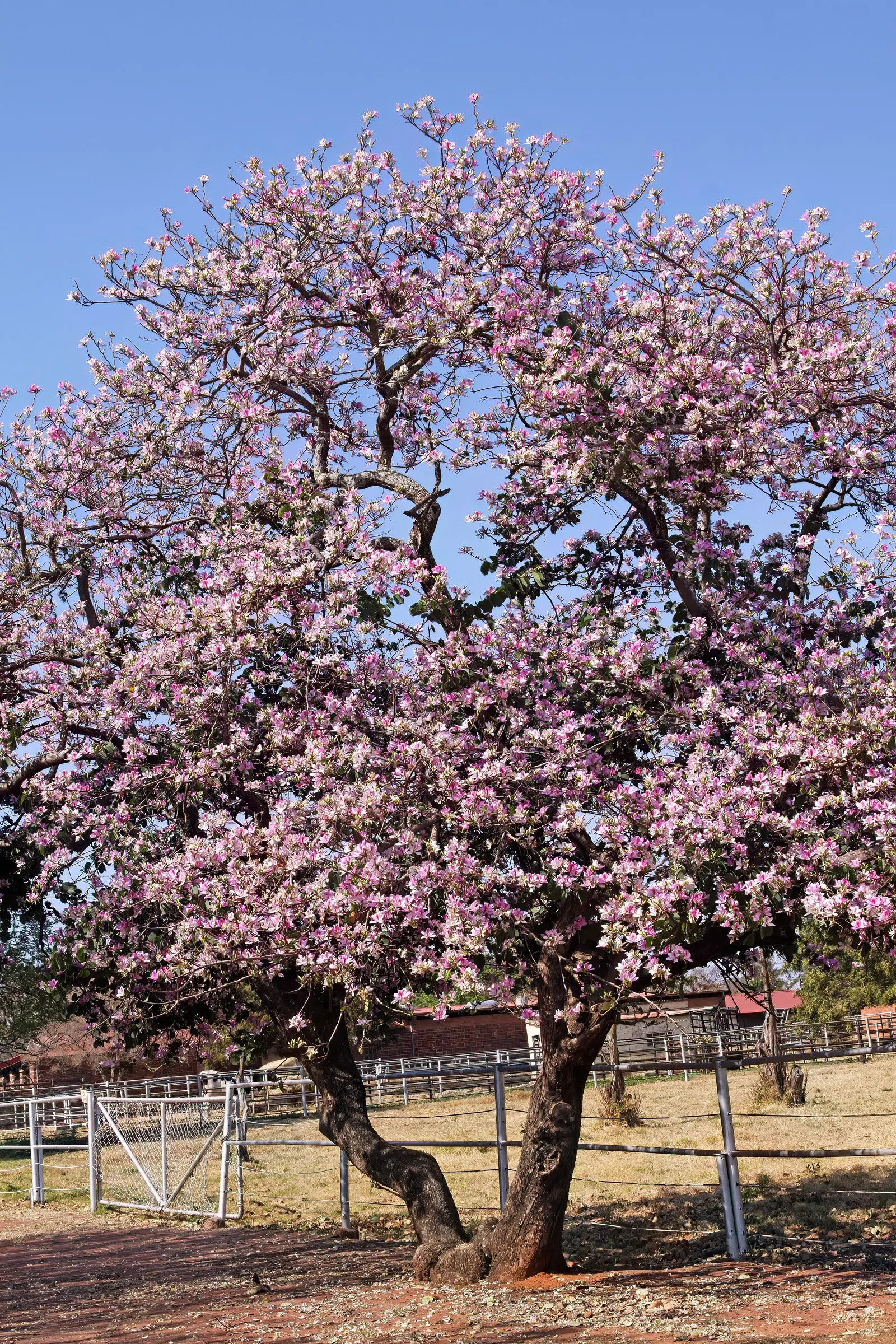 Purple Orchid Tree (Bauhinia Variegata) — the Purple Orchid Tree requires minimal pruning