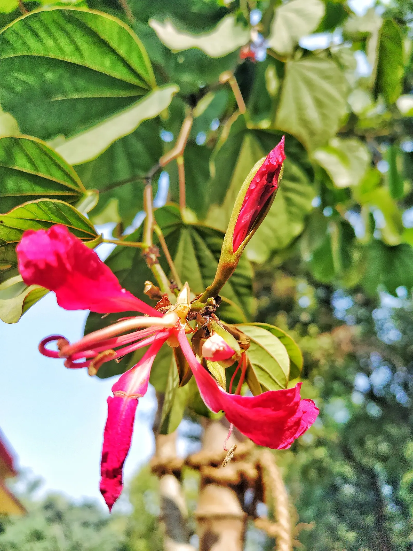 Purple Orchid Tree (Bauhinia Variegata) — reaching up to 20-40 feet in height with a canopy spread of 10-20 feet; vibrant green hue throughout the growing