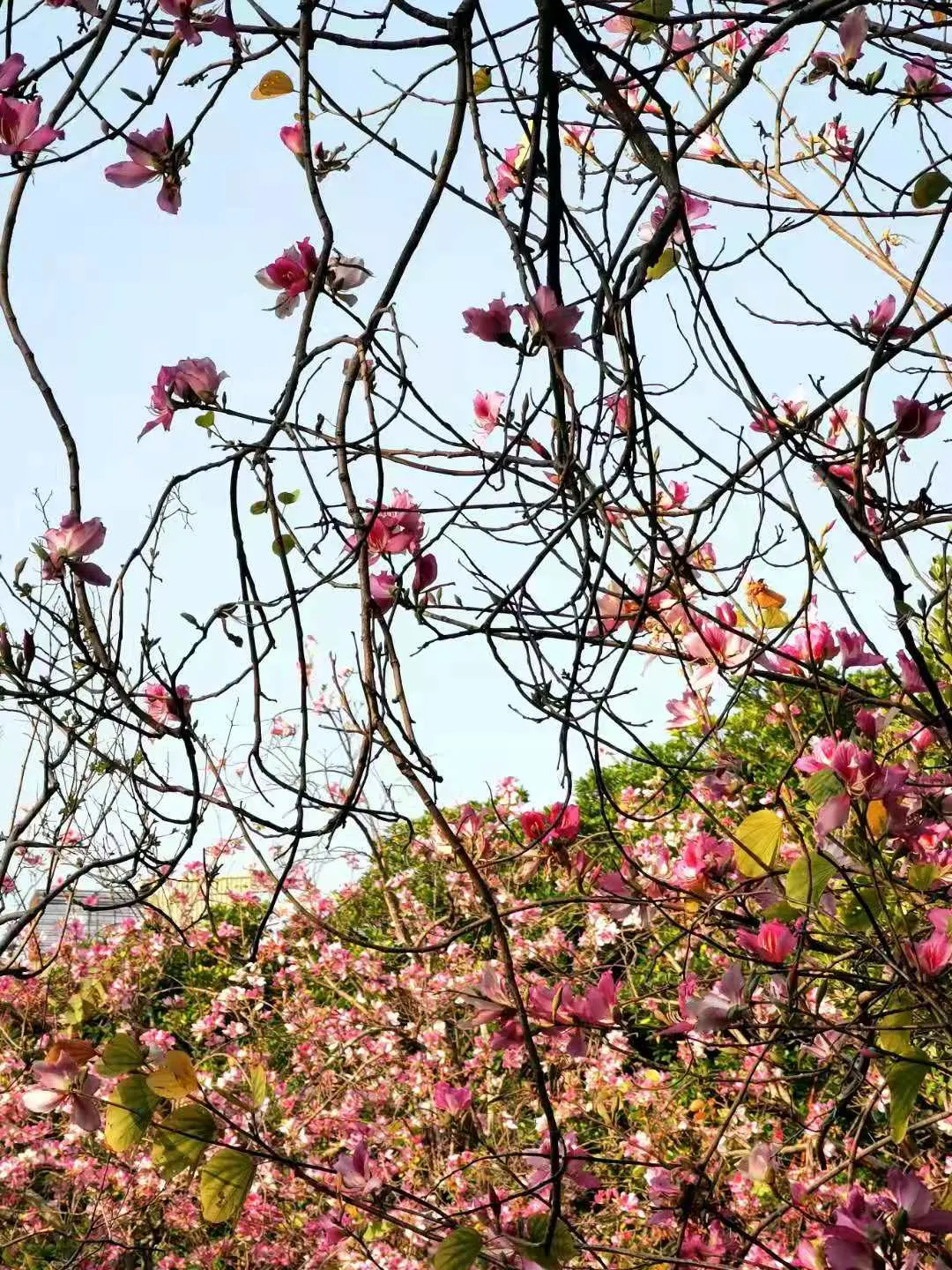 Purple Orchid Tree (Bauhinia Variegata) — five-petaled blossoms enveloping the canopy; providing a display that both the client and their visitors will admire