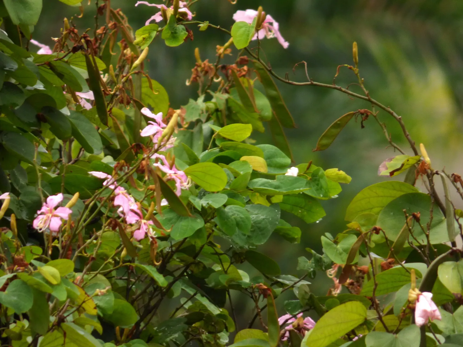 Purple Orchid Tree (Bauhinia Variegata) — and purple with hints of a contrasting yellow or white center; vibrant green hue throughout the growing