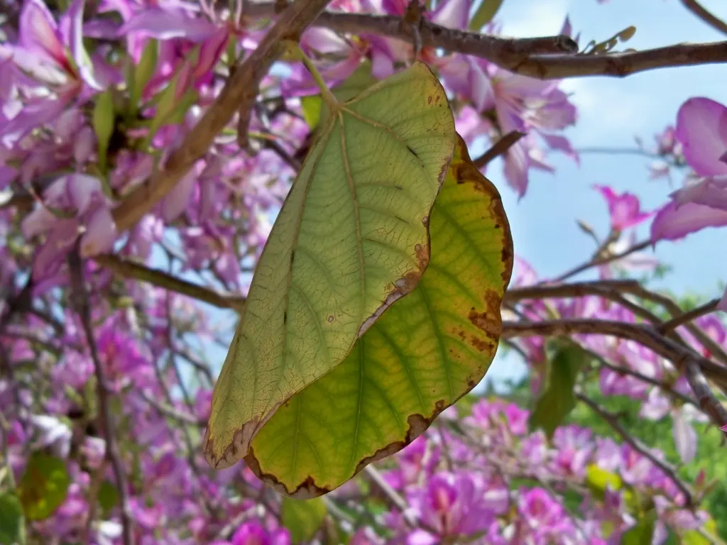 Purple Orchid Tree (Bauhinia Variegata) — five-petaled blossoms enveloping the canopy