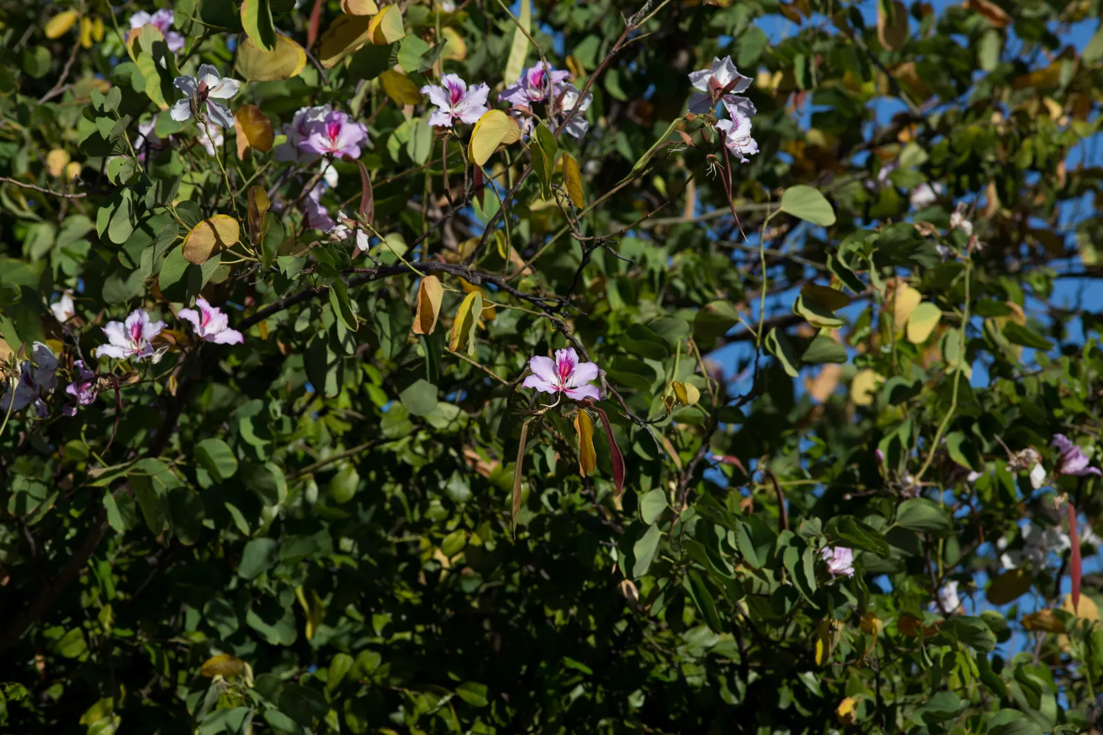 Purple Orchid Tree (Bauhinia Variegata) — pink flowers in the garden