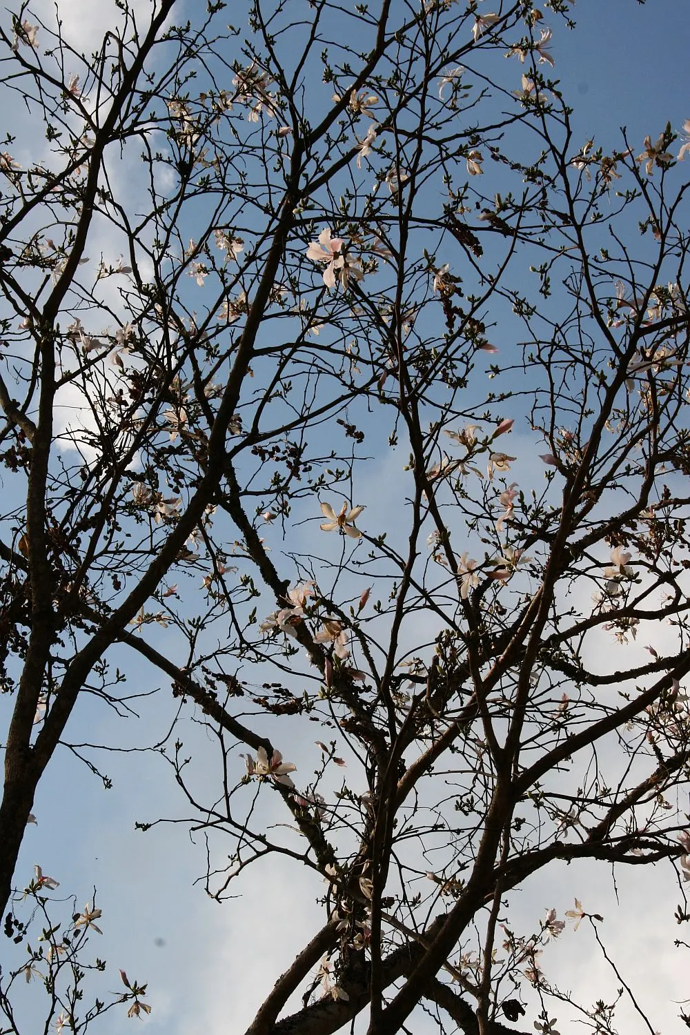 Purple Orchid Tree (Bauhinia Variegata) — providing a display that both the client and their visitors will admire year after year