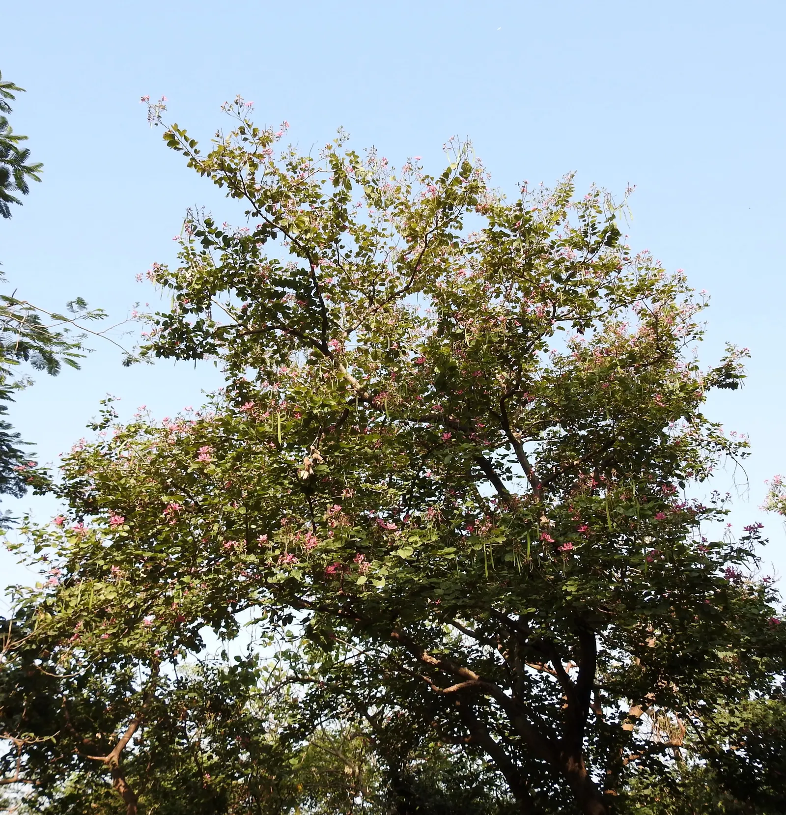 Purple Orchid Tree (Bauhinia Variegata) — five-petaled blossoms enveloping the canopy; providing a display that both the client and their visitors, image 124