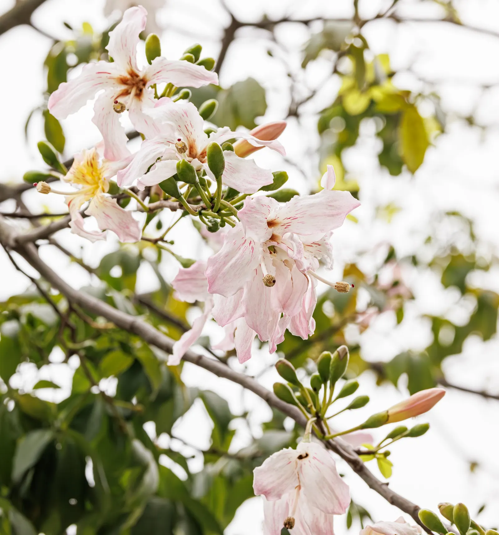 Purple Orchid Tree (Bauhinia Variegata) — maturing to a dark brown in the fall.<br><br>Thriving in USDA hardiness zones 9 through 11