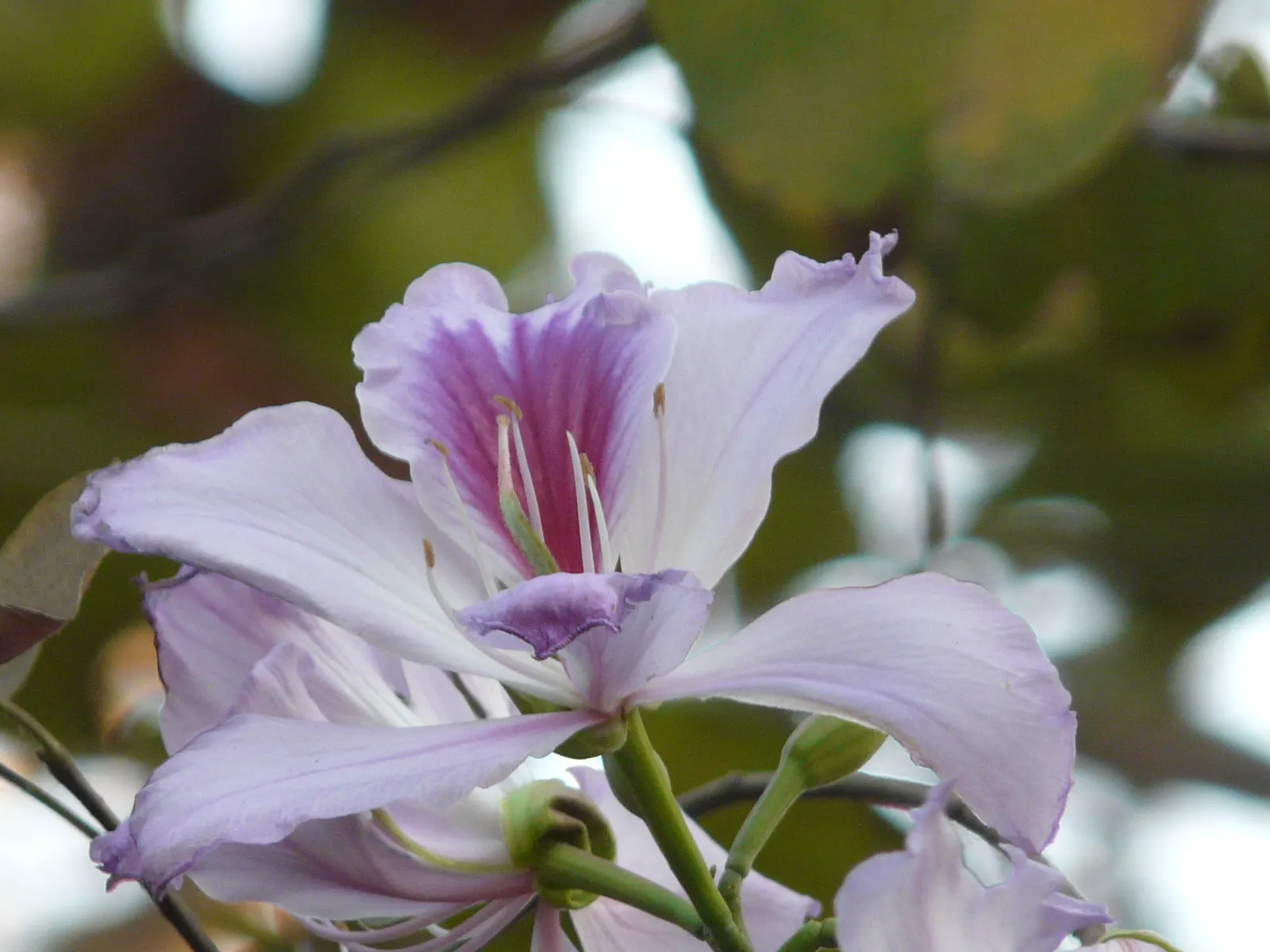Purple Orchid Tree (Bauhinia Variegata) — mildly reminiscent of a camel's hoof print; this tree offers a spectacular purple splash to any landscape