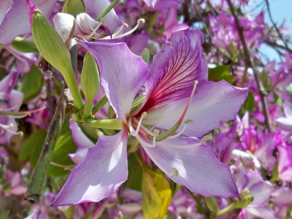 Purple Orchid Tree (Bauhinia Variegata) — It flourishes in well-drained soils but adapts to various soil types