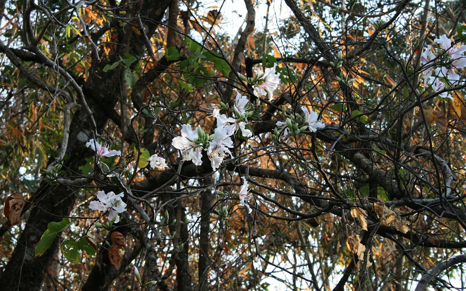 Purple Orchid Tree (Bauhinia Variegata) — This low-maintenance yet dramatic ornamental tree will be a conversation piece in any garden