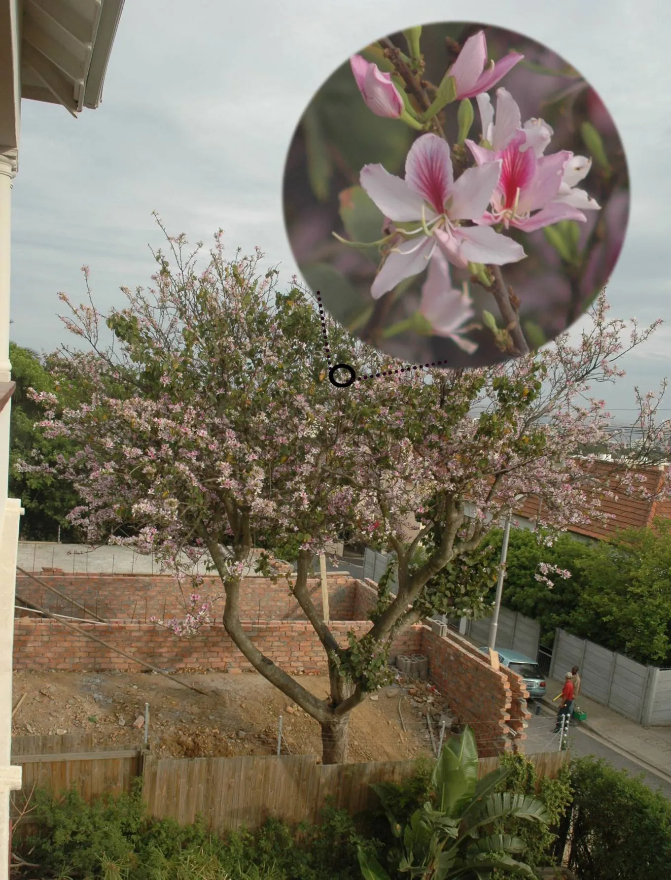 Purple Orchid Tree (Bauhinia Variegata) — maturing to a dark brown in the fall.<br><br>Thriving in USDA hardiness zones 9 through 11; providing a display that