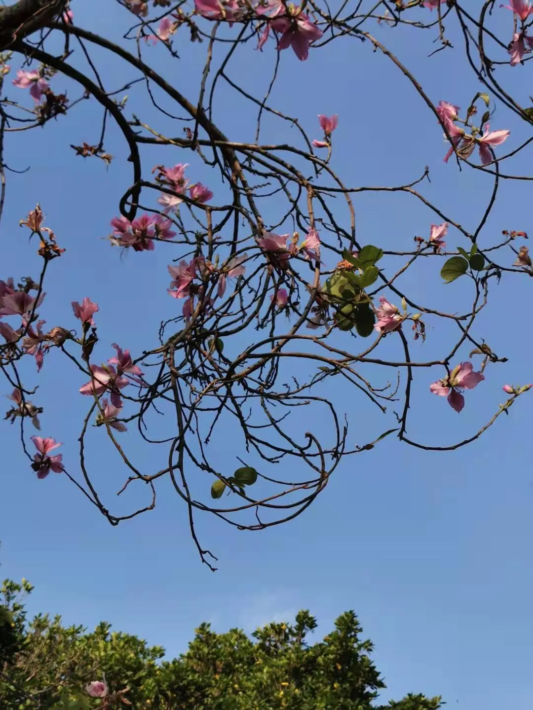 Purple Orchid Tree (Bauhinia Variegata) — Prefers full sun to partial shade and adapts to various soil types, adding both aesthetic and ecological value; this