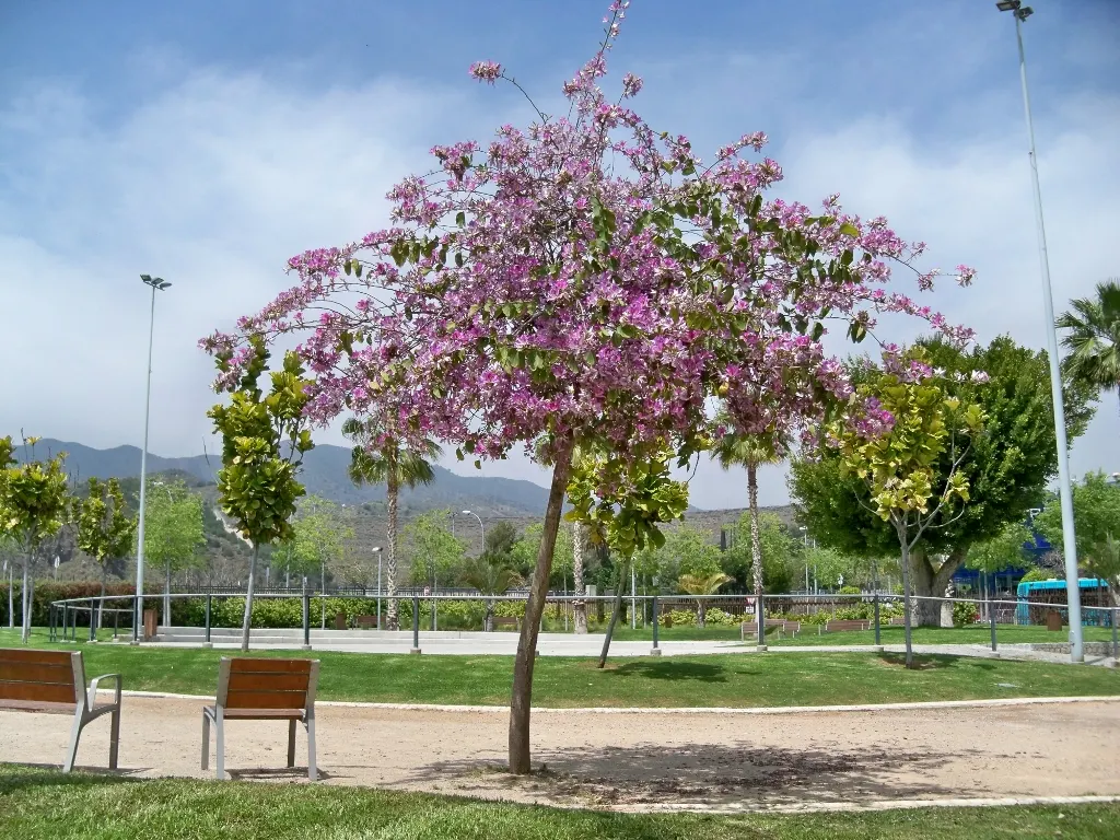 Purple Orchid Tree (Bauhinia Variegata) — this tree offers a spectacular purple splash to any landscape; providing a display that both the client, image 116
