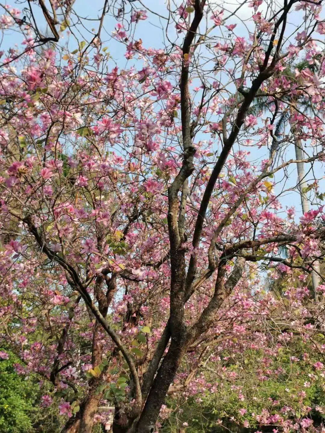 Purple Orchid Tree (Bauhinia Variegata) — The Purple Orchid Tree (Bauhinia variegata) is a stunning deciduous tree