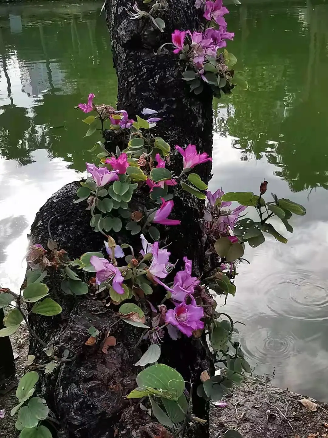 Purple Orchid Tree (Bauhinia Variegata) — These exquisite flowers span 3 to 5 inches in diameter and boast a palette blending lavender; this tree offers a