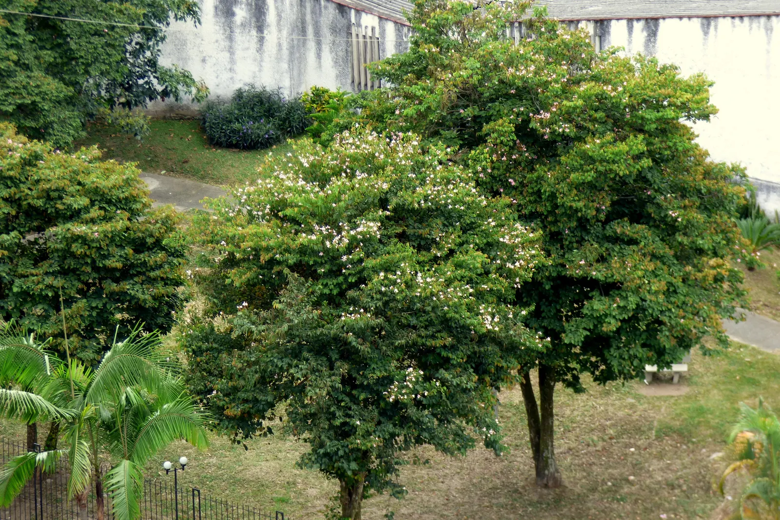 Purple Orchid Tree (Bauhinia Variegata) — is a captivating specimen renowned for its distinctive twin-lobed leaves and striking floral display; vibrant green