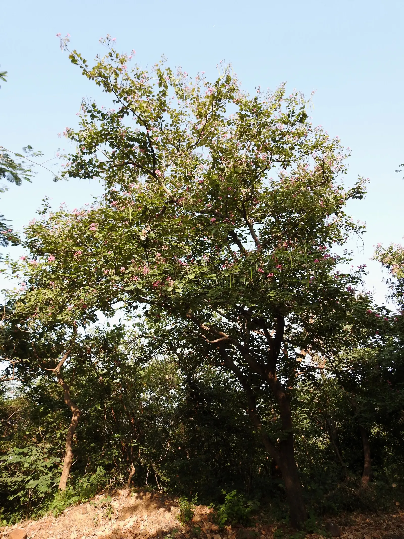Purple Orchid Tree (Bauhinia Variegata) — This tree is remarkably versatile; providing a display that both the client and their visitors will, image 132
