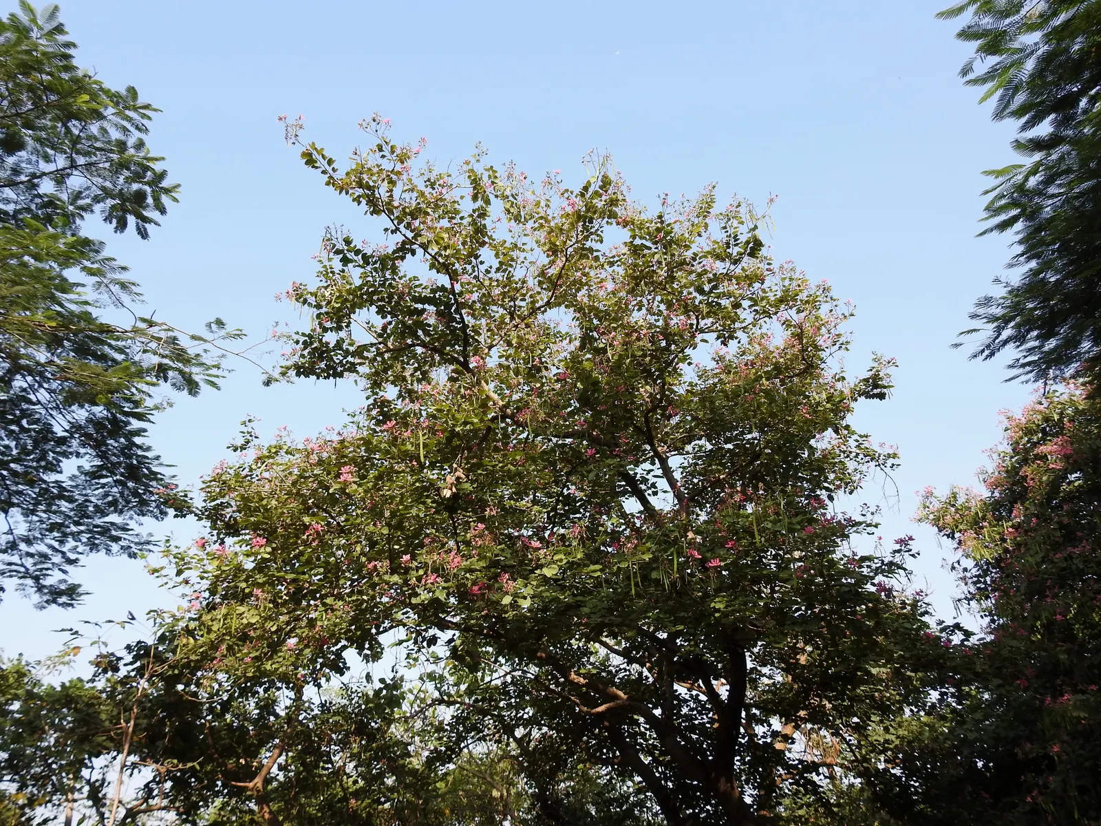 Purple Orchid Tree (Bauhinia Variegata) — This low-maintenance yet dramatic ornamental tree will be a conversation piece in any garden; providing a, image 136