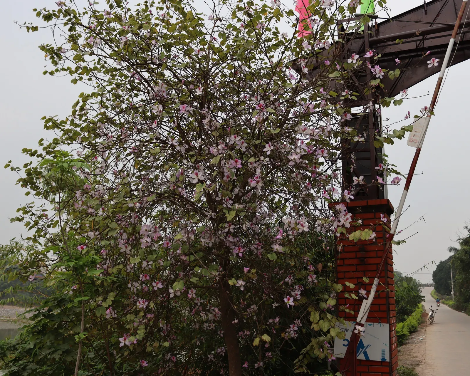 Purple Orchid Tree (Bauhinia Variegata) — The Purple Orchid Tree (Bauhinia variegata) is a stunning deciduous tree; this tree offers a spectacular purple
