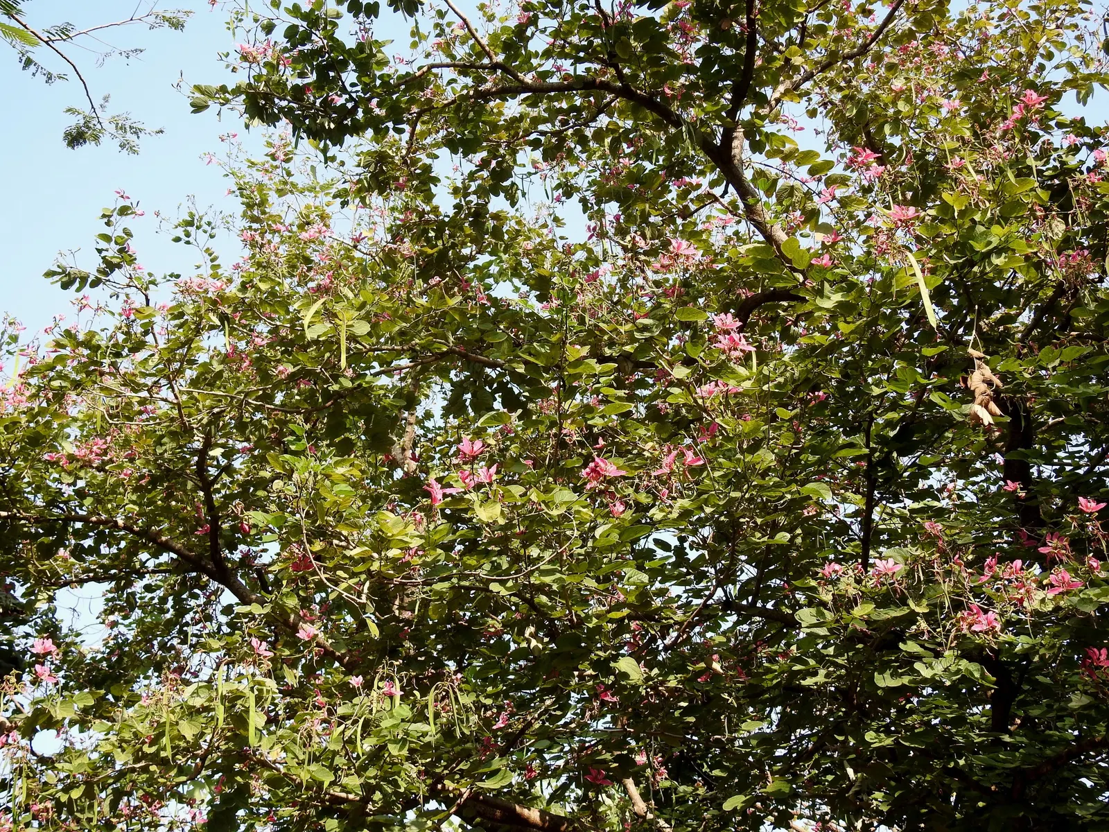 Purple Orchid Tree (Bauhinia Variegata) — It flourishes in well-drained soils but adapts to various soil types; vibrant green hue throughout the, image 130