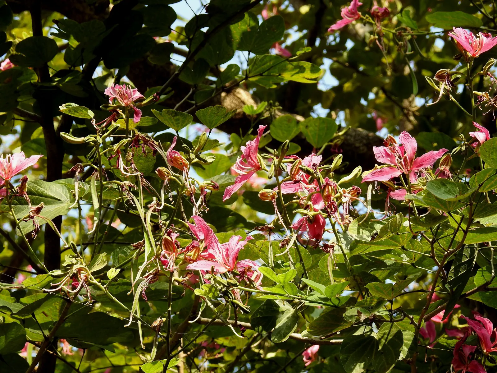 Purple Orchid Tree (Bauhinia Variegata) — suitable for accent or specimen planting and urban gardens.<br><br>Noteworthy for its moderate growth, image 133