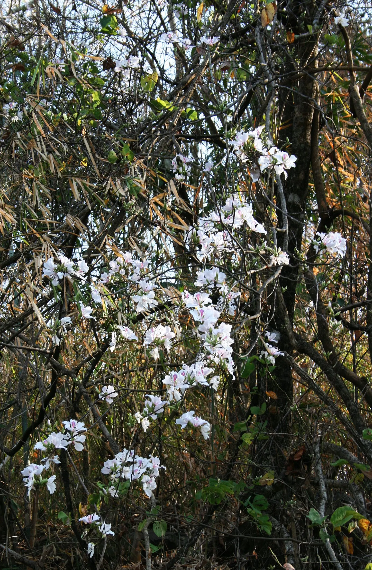 Purple Orchid Tree (Bauhinia Variegata) — suitable for accent or specimen planting and urban gardens.<br><br>Noteworthy for its moderate growth rate