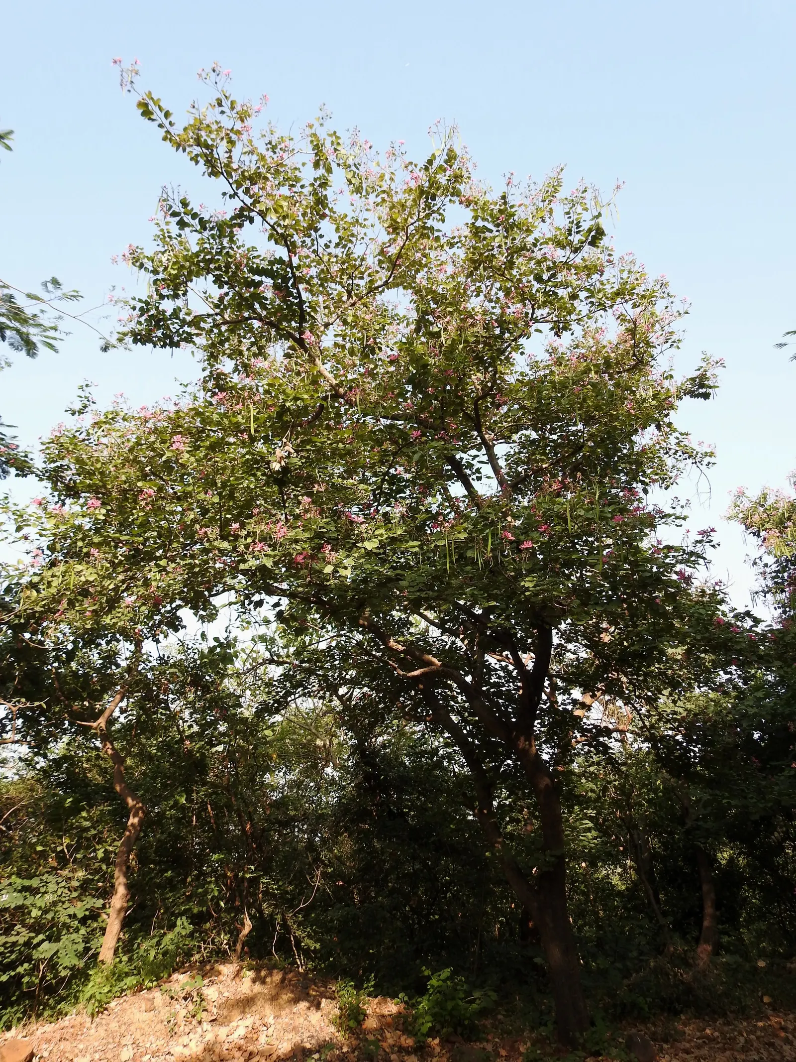 Purple Orchid Tree (Bauhinia Variegata) — Bauhinia variegata requires full sun to partial shade; this tree offers a spectacular purple splash to any landscape