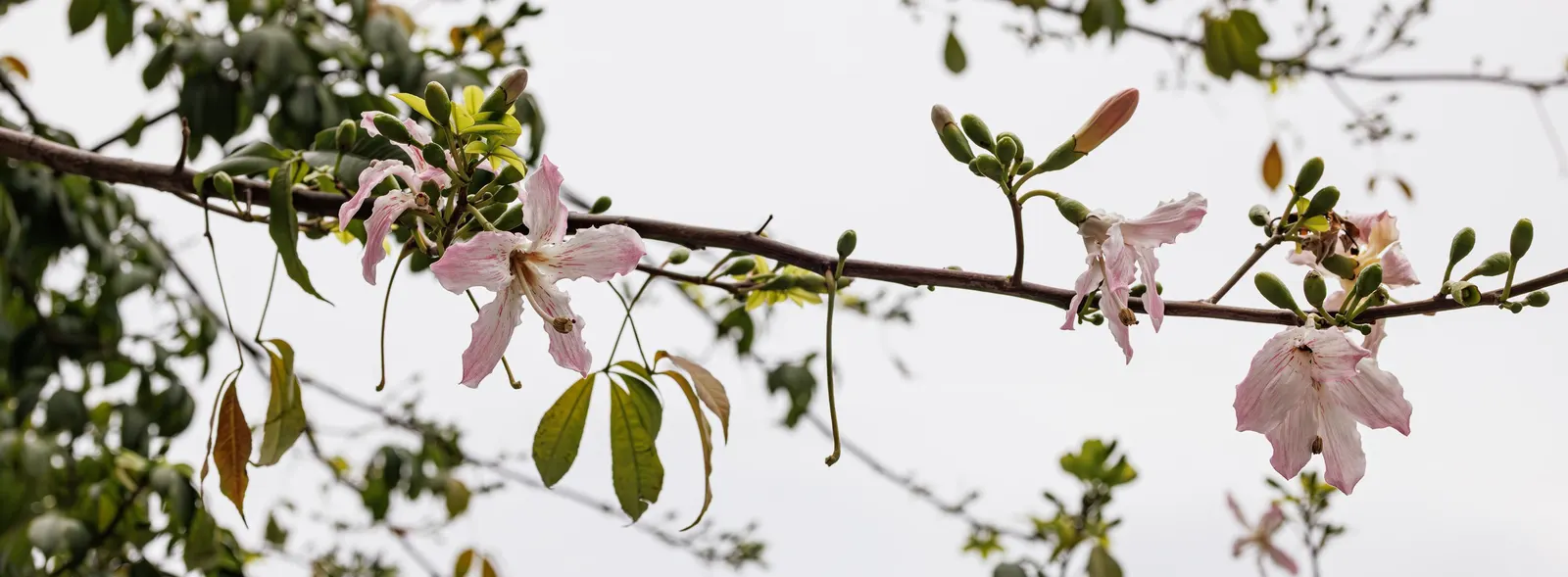 Purple Orchid Tree (Bauhinia Variegata) — Bauhinia variegata requires full sun to partial shade