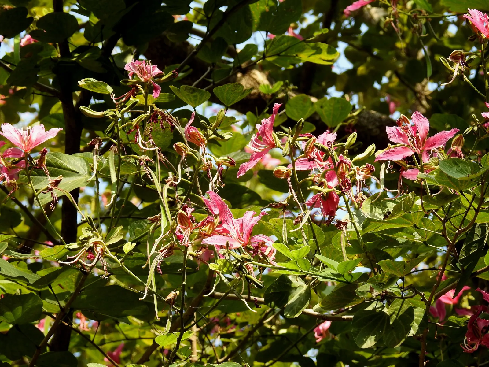 Purple Orchid Tree (Bauhinia Variegata) — mildly reminiscent of a camel's hoof print