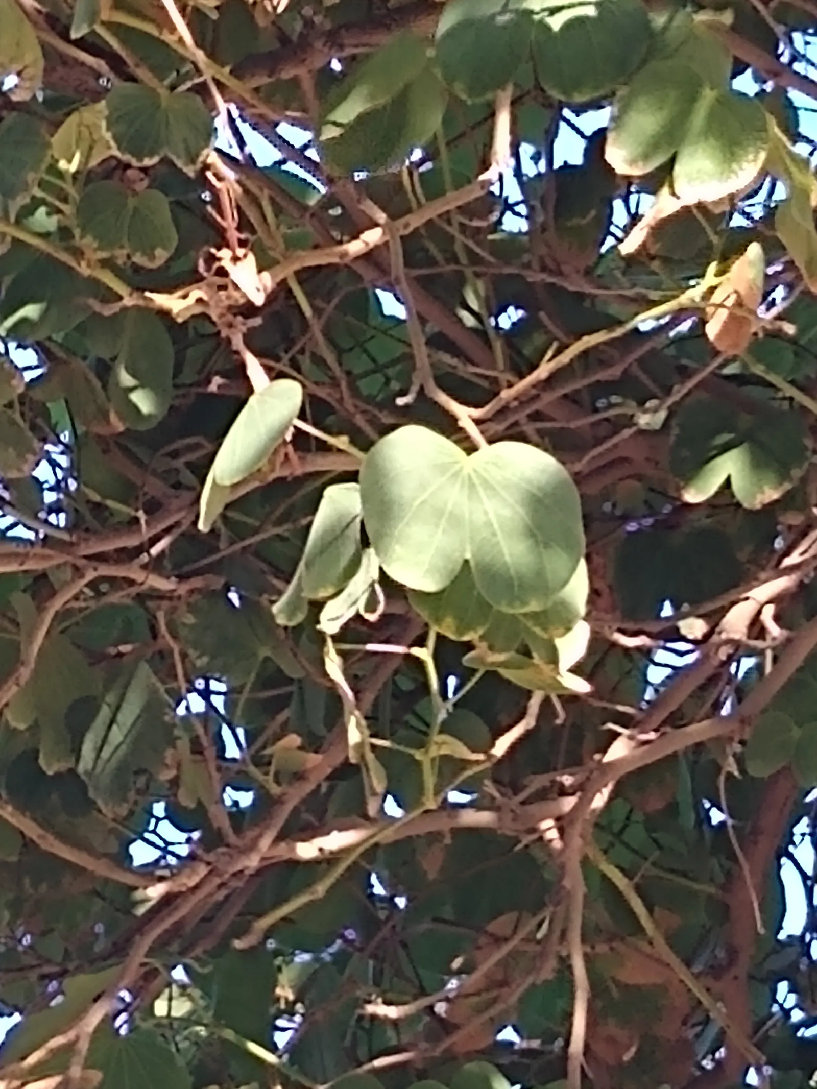 Purple Orchid Tree (Bauhinia Variegata) — reaching up to 20-40 feet in height with a canopy spread of 10-20 feet
