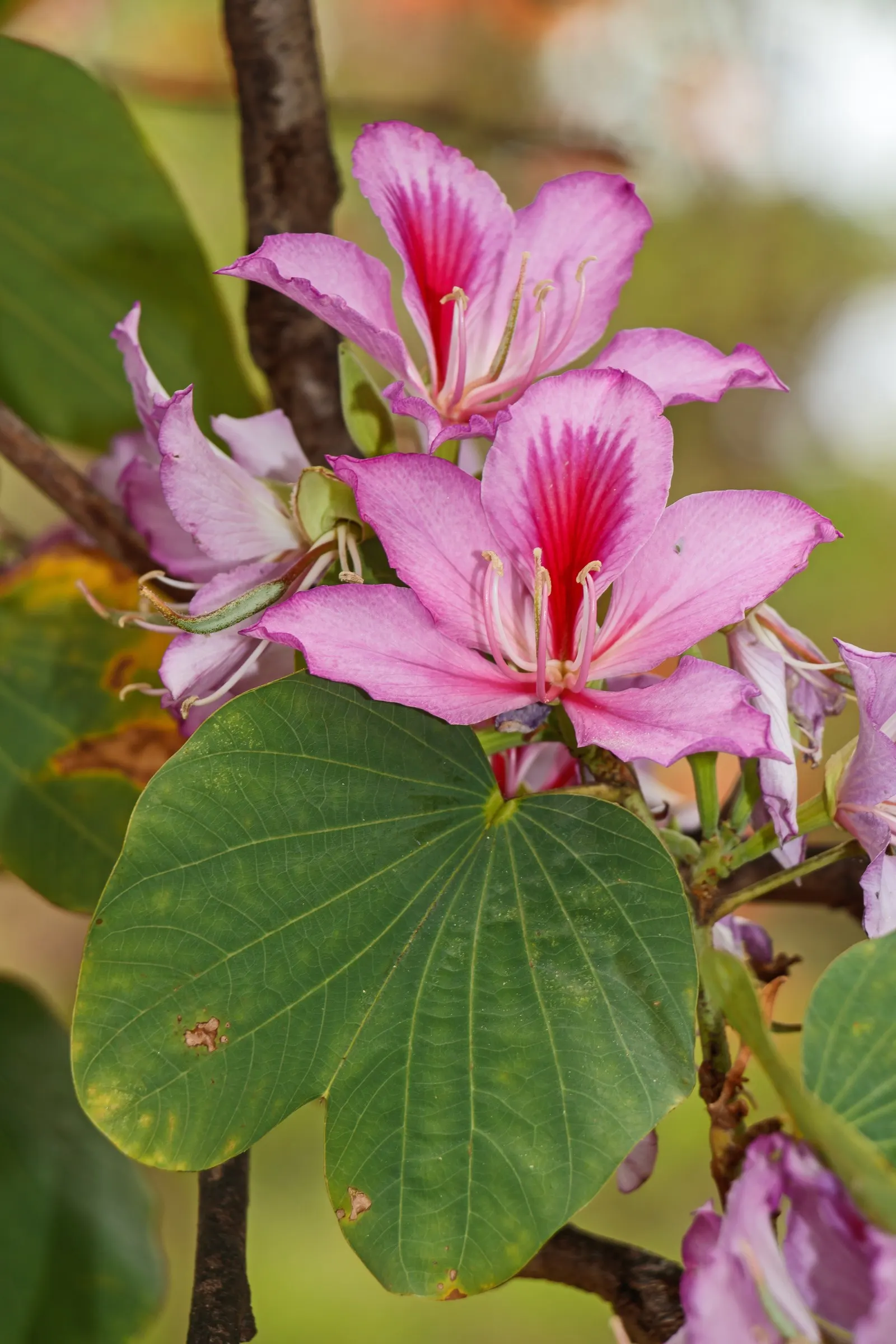 Purple Orchid Tree (Bauhinia Variegata) — tree for full or half